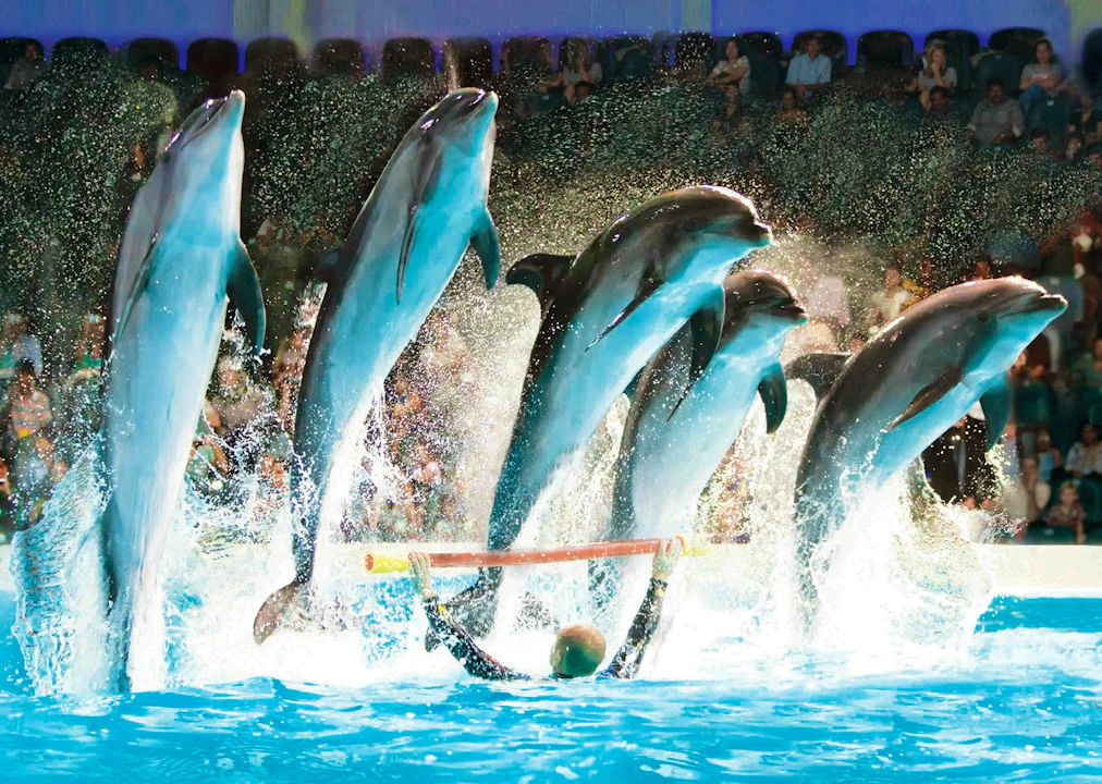 Dubai Dolphinarium + Dubai Crocodile Park Ticket